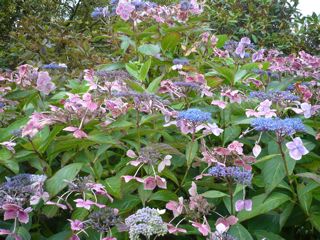 ワーズワースの庭 ~RYDAL MOUNT&GARDENS~ : 静かな音楽
