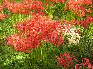 曼珠沙華@日高市・巾着田_a0057402_2014440.jpg