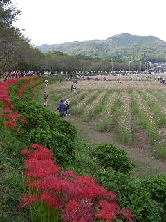 曼珠沙華@日高市・巾着田_a0057402_20371015.jpg