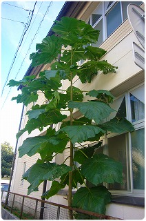 いつの間にか 教会の窓ぎわに 大きな木 大きな葉 しのぶの里から