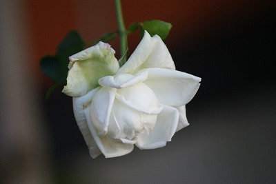 f0170524_8405689.jpg