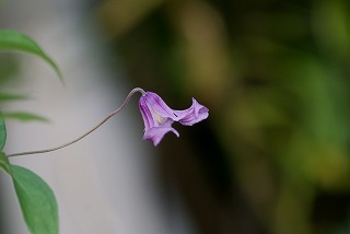 f0170524_8424766.jpg