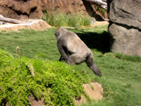 LA ZOOーその１_c0148627_1741581.jpg