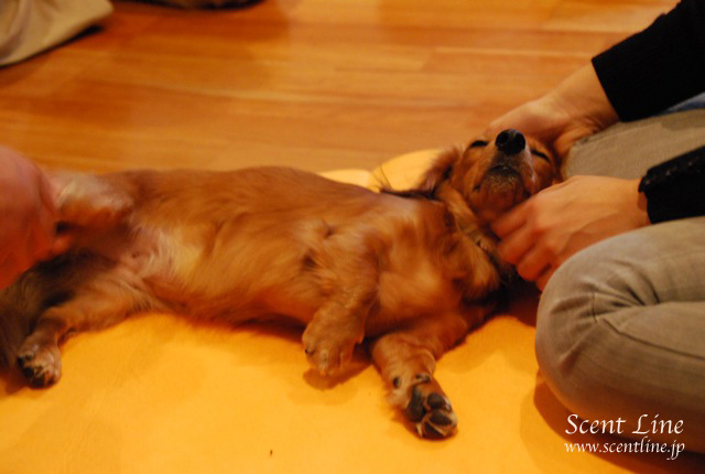 「自分で出来る!愛犬の為の整体教室」vol.2の模様_c0099133_2326315.jpg