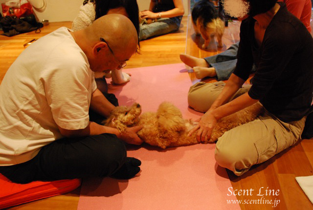 「自分で出来る!愛犬の為の整体教室」vol.2の模様_c0099133_23585354.jpg