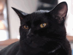 c0136736_1856273.gif