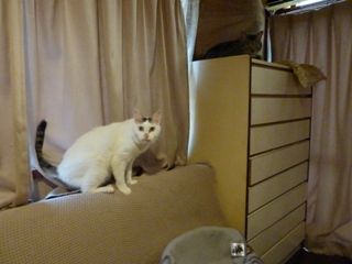 猫のお友だち マカロニくん チャイロくん チビタくん編。_a0143140_2126211.jpg