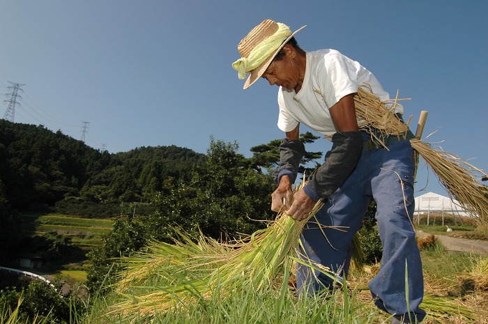 棚田の稲刈り　２_f0032753_18444043.jpg