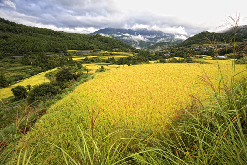 棚田の美しい風景を見て下さい  相川米の産地もあります_f0231460_1541631.jpg