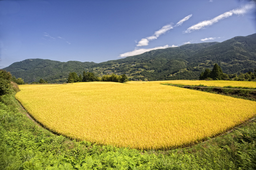 棚田の美しい風景を見て下さい  相川米の産地もあります_f0231460_156373.jpg