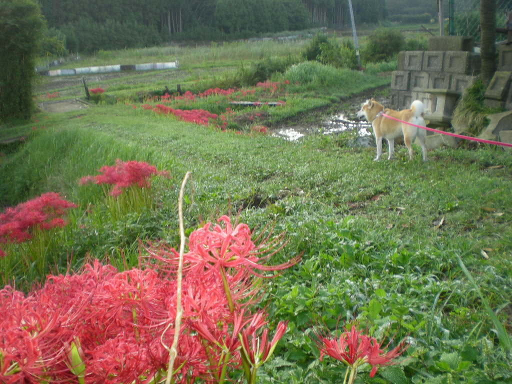 2010年10月2日(土)馬術ってかっこいい!_f0060461_12583780.jpg
