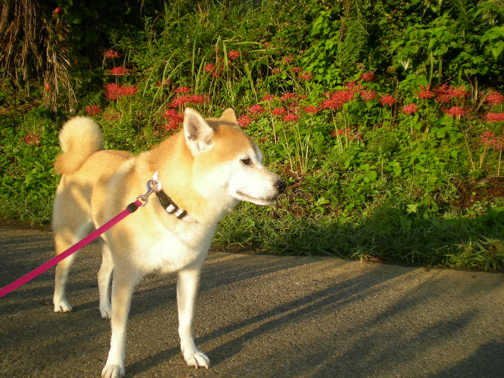 2010年10月2日(土)馬術ってかっこいい!_f0060461_12595180.jpg