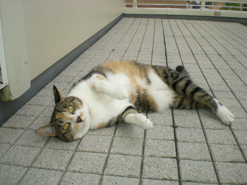2010年10月2日(土)馬術ってかっこいい!_f0060461_1341011.jpg