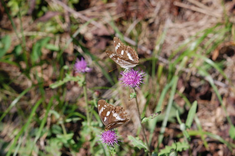 b0167762_23294955.jpg