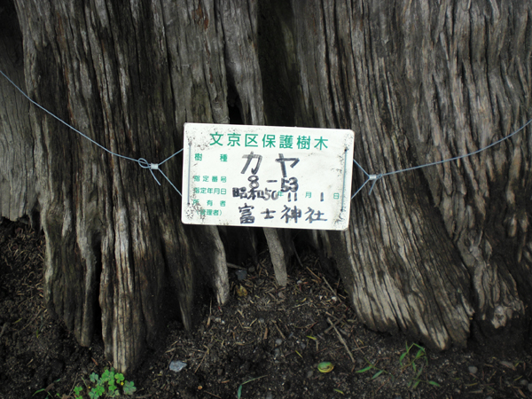 駒込富士神社のカヤの実_a0053063_095989.jpg