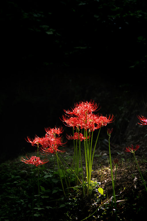 彼岸花の里_f0044370_22205536.jpg