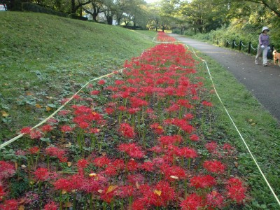 やっと見頃になった根川緑道のヒガンバナ (2010年)_c0112172_32519.jpg