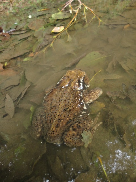 2010年10月1日　ユーシンから塔ノ岳へ　単独日帰りハイキング_f0238475_2234511.jpg