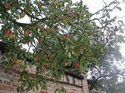 a0142083_21362875.jpg