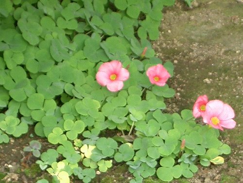 フヨウカタバミ スイカ 花と葉っぱ