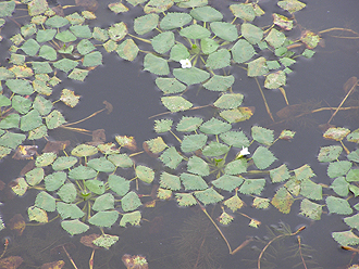 e0066586_7111121.jpg