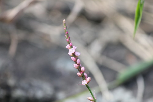 草花も花木も秋本番ですね。_d0160788_1658125.jpg