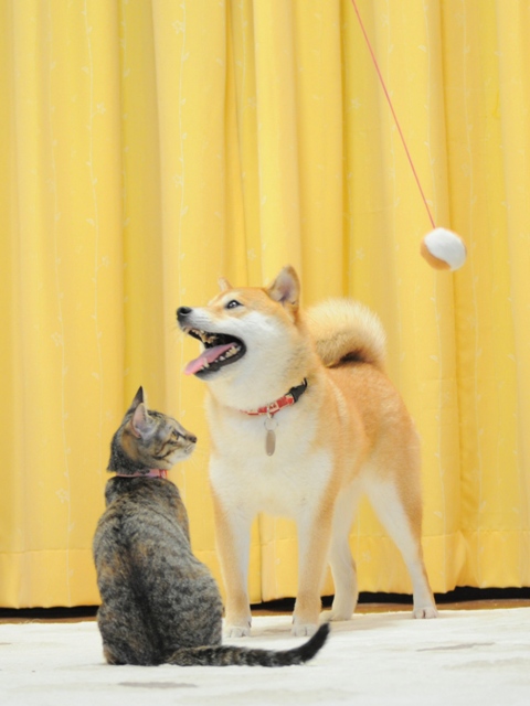 力を合わせて!_a0126590_0162474.jpg