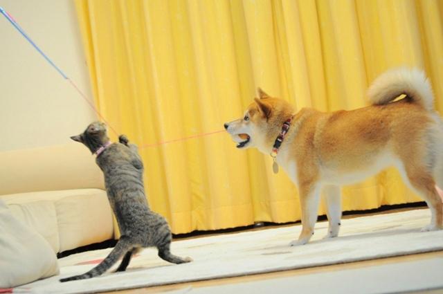 力を合わせて!_a0126590_0481249.jpg