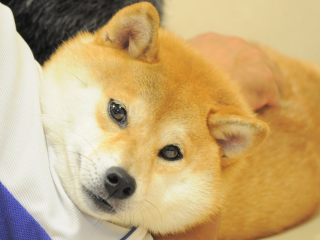 力を合わせて!_a0126590_074178.jpg