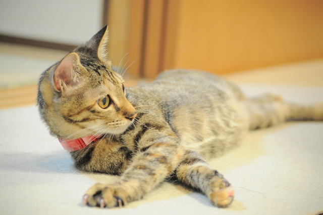 力を合わせて!_a0126590_082384.jpg