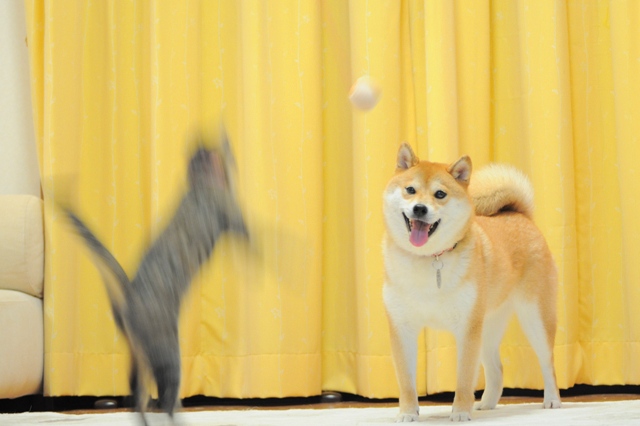 力を合わせて!_a0126590_09496.jpg