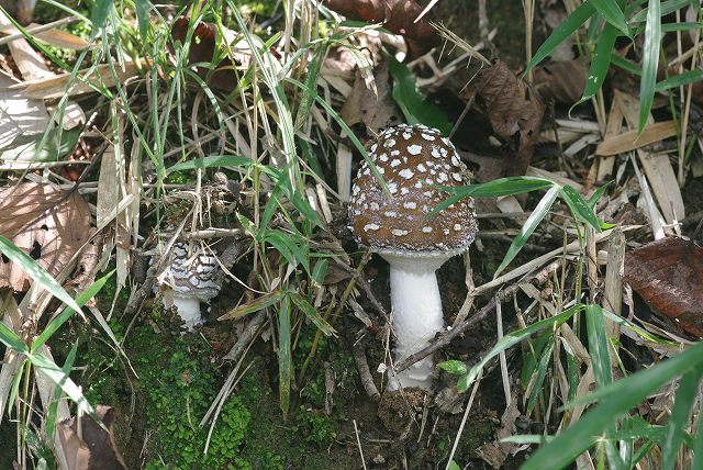 e0070891_2143670.jpg