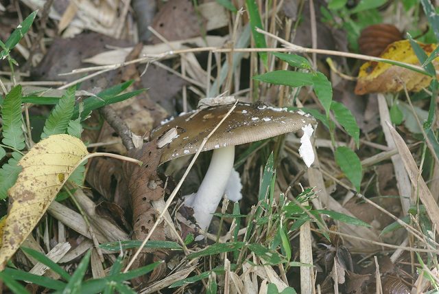 e0070891_2151138.jpg