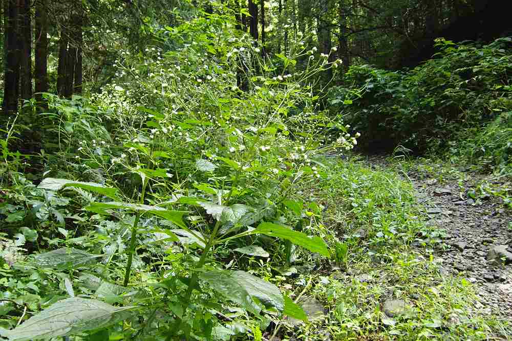 a0152692_21401371.jpg