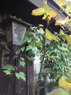 『tekara』のこと_a0134394_17452847.jpg