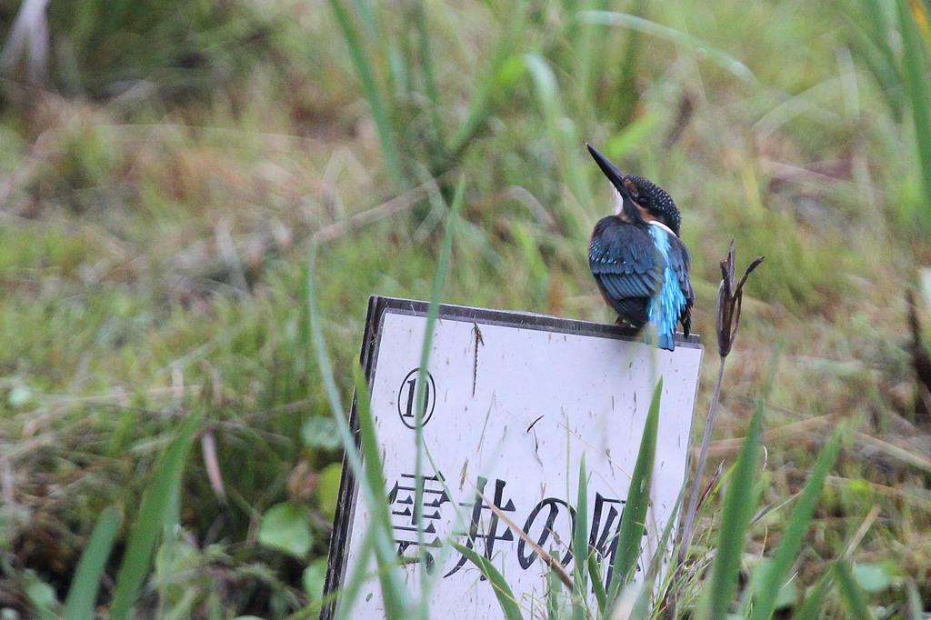 亜種カワセミ(?)/昆虫と彼岸花/ダイヤモンド富士と黒点_b0024798_534174.jpg