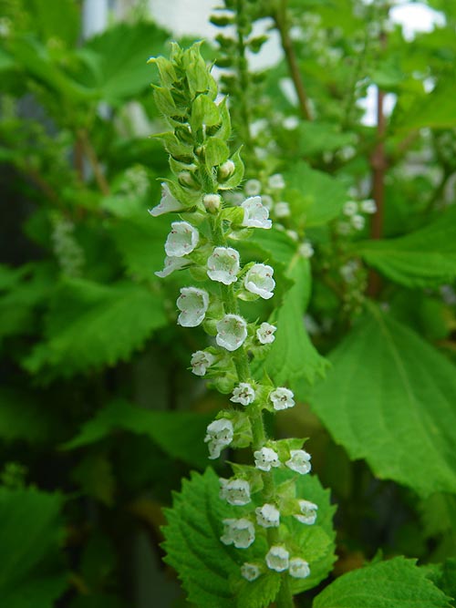 シソ 紫蘇 Beefsteak Plant Left 立体写真館 3d Stereograph Gallery