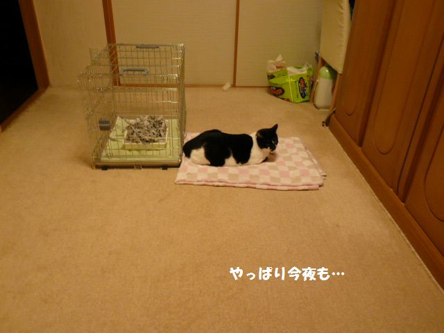e0094407_1433419.jpg