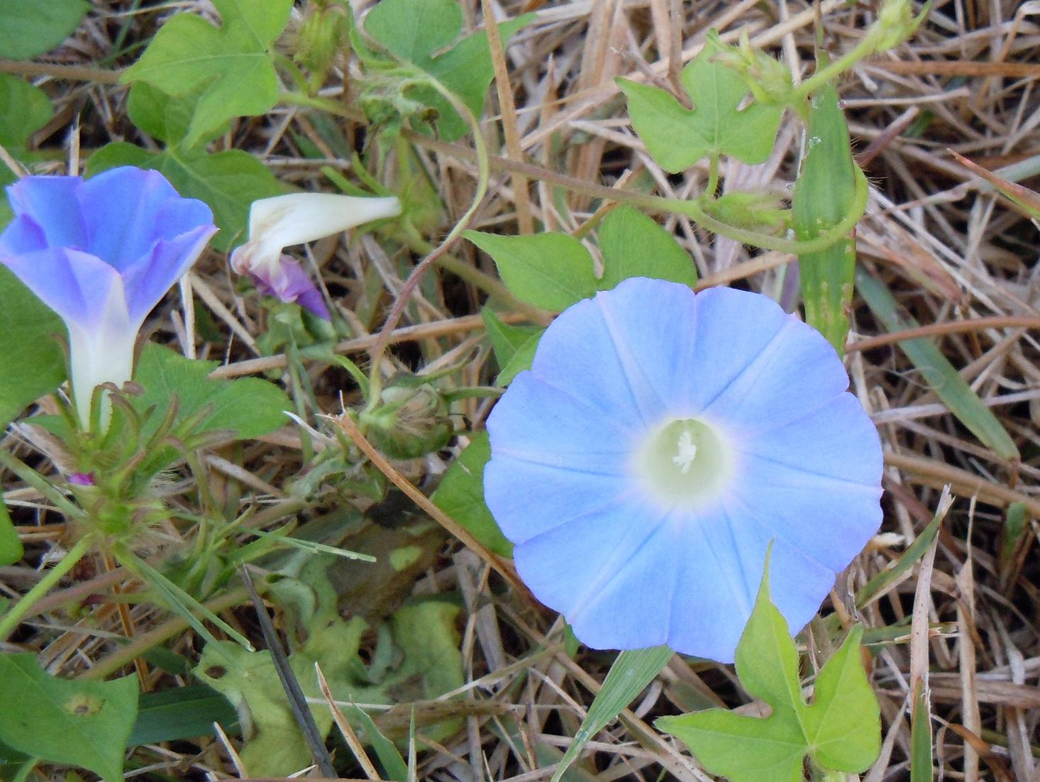 マルバアサガオ 丸葉朝顔 椿壽菴だより