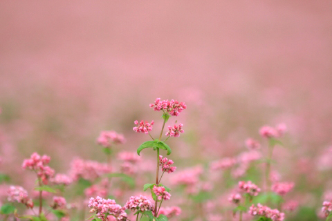 赤花そば（高嶺ルビー）_a0020615_1944692.jpg