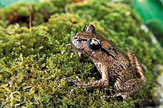 原始的なカエルは四肢を拡げてお腹で着地する_c0025115_23252184.jpg