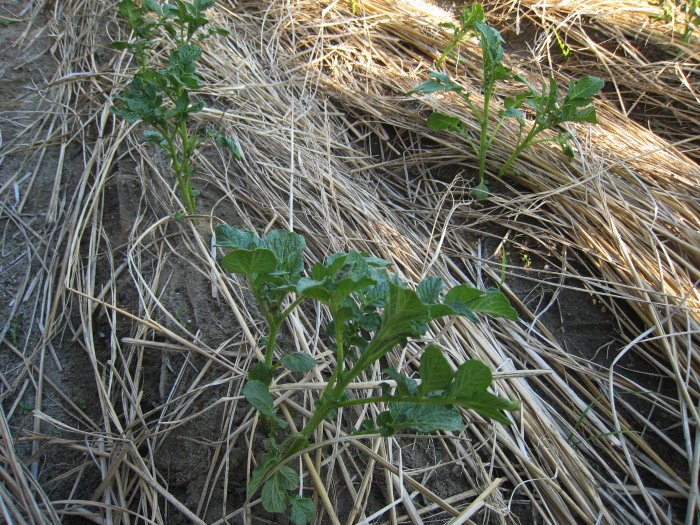 e0164622_16404719.jpg