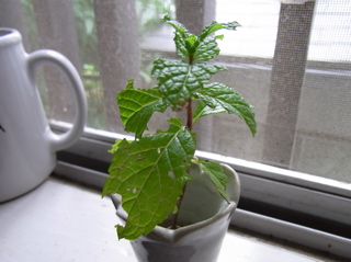 虫食いミント うれしいかお