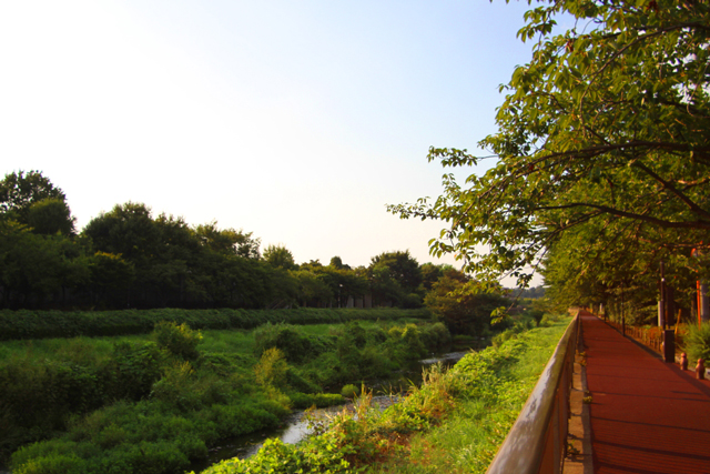 野川散歩2010晩夏：EOS 7D_d0038951_193720.jpg