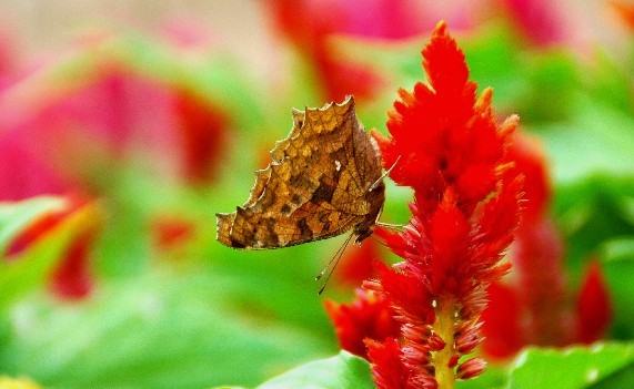 　　和歌山県植物公園緑花センター　_b0093754_0221424.jpg
