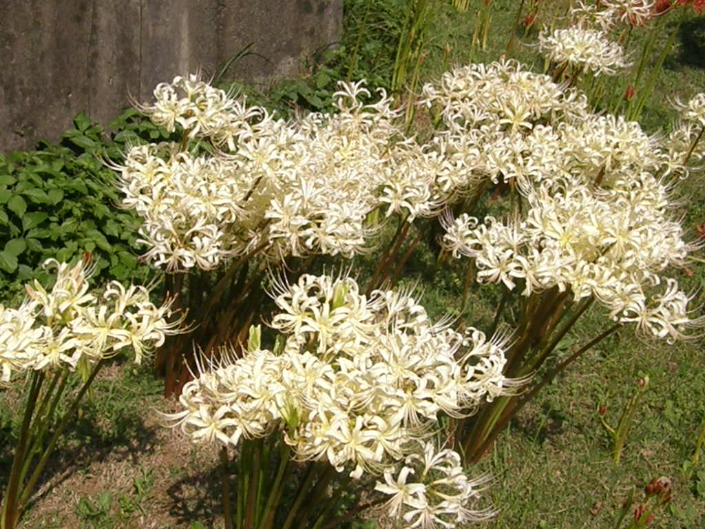 白花曼珠沙華 白い彼岸花は ハーフの美人です ナイル商会 白花曼珠沙華 白い彼岸花は ハーフの美人です ナイル商会