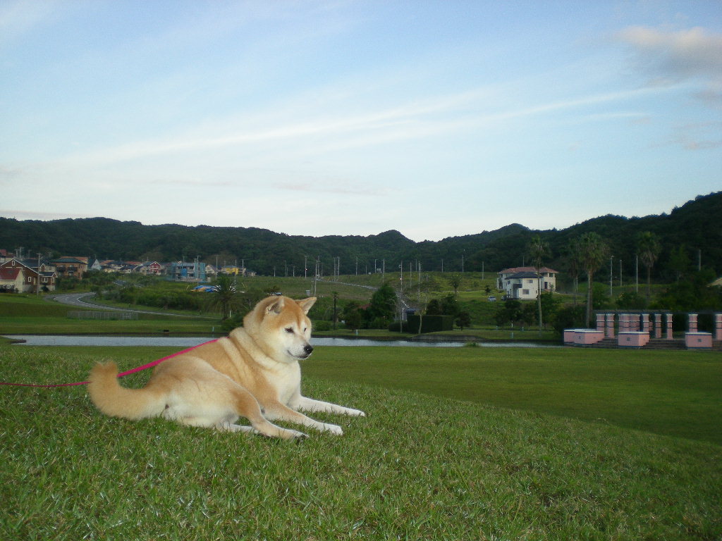 2010年10月3日(日)ベッド争奪戦!_f0060461_10195995.jpg