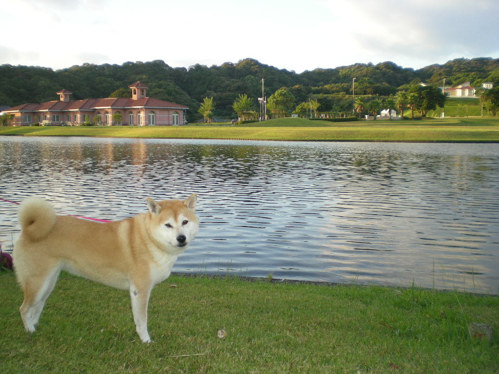 2010年10月3日(日)ベッド争奪戦!_f0060461_1021236.jpg