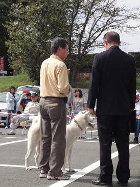 秋田犬の展覧会　出陳_b0124462_2011335.jpg