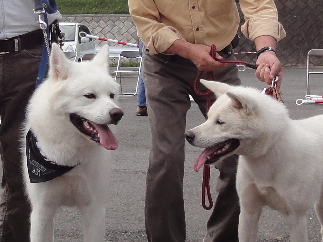 秋田犬の展覧会　出陳_b0124462_20174084.jpg